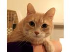 Adopt Kimba a Domestic Shorthair / Mixed cat in Concord, NH (39108691)