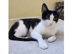 Adopt MARY BETTY a Black & White or Tuxedo Domestic Shorthair (short coat) cat