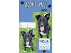 Adopt Neo a Black Border Collie / Husky / Mixed dog in Niagara Falls