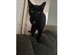 Adopt Cozmo a All Black Domestic Shorthair / Mixed (short coat) cat in Knob