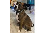 Adopt Lill’ Rock a Brindle - with White American Pit Bull Terrier / American
