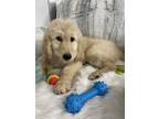Adopt Boomer a White - with Tan, Yellow or Fawn Goldendoodle / Mixed dog in