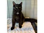 Adopt Michaelangelo a All Black Domestic Mediumhair / Mixed (long coat) cat in