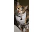 Adopt Lucy a Calico or Dilute Calico American Shorthair / Mixed (short coat) cat