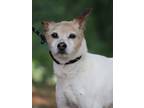 Adopt Buster a White Jack Russell Terrier / Mixed dog in Portage, WI (39108201)