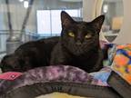 Adopt Shy a All Black Domestic Shorthair / Domestic Shorthair / Mixed cat in