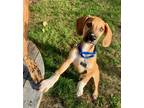 Adopt Russell a Tan/Yellow/Fawn Labrador Retriever / Mixed dog in Burlington