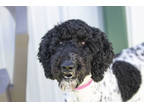 Adopt Zya a Black Poodle (Standard) / Mixed dog in Colorado Springs