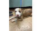 Adopt Bee a Tan/Yellow/Fawn American Pit Bull Terrier / Mixed dog in Madera