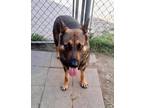 Adopt Annika a Black German Shepherd Dog / Mixed dog in Bartlesville