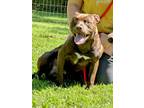 Adopt Hunt a Brown/Chocolate Mixed Breed (Large) / Mixed dog in Ashtabula