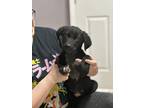 Adopt Sage $295 a Black - with White Labrador Retriever / Mixed dog in Seneca