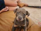 Adopt Regean a Tricolor (Tan/Brown & Black & White) Miniature Pinscher /