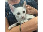Adopt Ramen a White Domestic Shorthair / Mixed cat in Saugerties, NY (39107925)