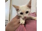 Adopt Leo a White Siamese / Mixed cat in South Houston, TX (39107848)