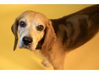 Adopt Flash a Beagle / Mixed dog in Nicholasville, KY (39090755)