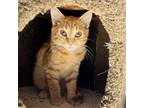 Adopt Wilson a Orange or Red Tabby Domestic Shorthair / Mixed cat in Candler