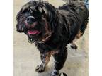 Adopt Lilly a Black - with Tan, Yellow or Fawn Cavalier King Charles Spaniel /