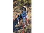 Adopt Maria a Bluetick Coonhound / Mixed dog in Cranbrook, BC (39107717)