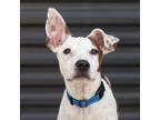 Adopt Sammy a White Jack Russell Terrier / Mixed dog in Scottsdale