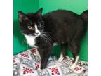 Adopt Mittens a All Black Domestic Shorthair / Domestic Shorthair / Mixed (short