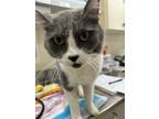 Adopt Lennox a Gray or Blue Domestic Mediumhair / Domestic Shorthair / Mixed cat