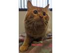 Adopt Hammy a Orange or Red Domestic Mediumhair / Domestic Shorthair / Mixed cat
