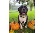 Adopt Ninja a Black American Pit Bull Terrier / Mixed dog in Danville