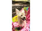 Adopt Laurentina a White Westie, West Highland White Terrier / Standard