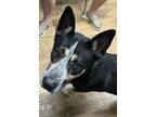 Adopt Boone a Black Australian Cattle Dog / Mixed dog in New Smyrna Beach