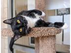 Adopt Oreo a All Black American Shorthair / Domestic Shorthair / Mixed cat in