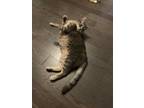 Adopt Miao Miao a Brown Tabby American Shorthair (short coat) cat in Toronto