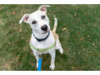 Adopt JoyBella a White Pointer / Terrier (Unknown Type, Small) / Mixed dog in