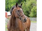 Adopt Starship Sparkle a Thoroughbred / Mixed horse in Fairport, NY (39107492)