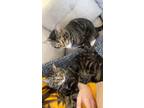 Adopt Apollo and Hades a Brown Tabby American Shorthair / Mixed cat in Orange