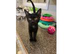 Adopt Chime a Domestic Shorthair / Mixed (short coat) cat in Neosho
