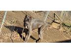 Adopt Fred a Brindle Cane Corso / Mixed dog in Powhatan, VA (39107335)