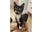 Adopt Daisy a Domestic Shorthair / Mixed (short coat) cat in Logan