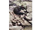 Adopt Voodoo a Black & White or Tuxedo Tabby / Mixed (short coat) cat in Kansas