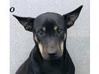 Adopt Liz a Black - with Tan, Yellow or Fawn Miniature Pinscher / Shar Pei /