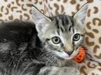Adopt Croissant a Brown Tabby Domestic Shorthair (short coat) cat in Republic