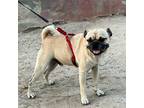 Adopt Versace a White - with Black Pug / Mixed Breed (Medium) / Mixed dog in San