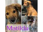 Adopt Matilda a Red/Golden/Orange/Chestnut Shepherd (Unknown Type) / Collie /