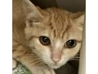 Adopt Bacon a Orange or Red Domestic Shorthair / Domestic Shorthair / Mixed cat