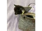 Adopt Moscow a All Black Domestic Shorthair / Domestic Shorthair / Mixed cat in