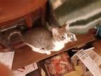 Adopt Tinkerbell a Gray or Blue American Shorthair / Mixed (short coat) cat in