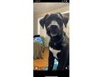 Adopt Odin a Black - with White American Pit Bull Terrier / Labrador Retriever /