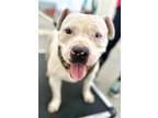 Adopt Chloe II - Foster or Adopt Me! a White American Staffordshire Terrier /