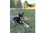 Adopt Obi a Tricolor (Tan/Brown & Black & White) Rat Terrier / Rat Terrier /