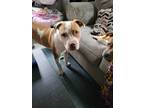 Adopt Dozer a Red/Golden/Orange/Chestnut - with White American Pit Bull Terrier